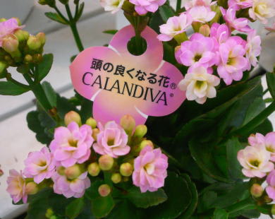 カランコエ カランディバ 頭の良くなる花 花の便り