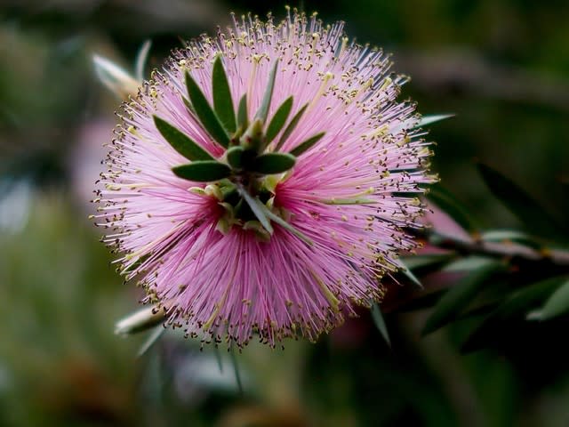 ブラシノキ ハナスキの散歩で見た花