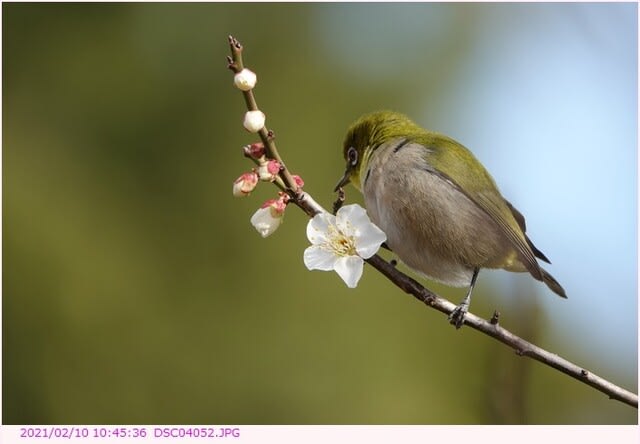 メジロと梅 散歩写真