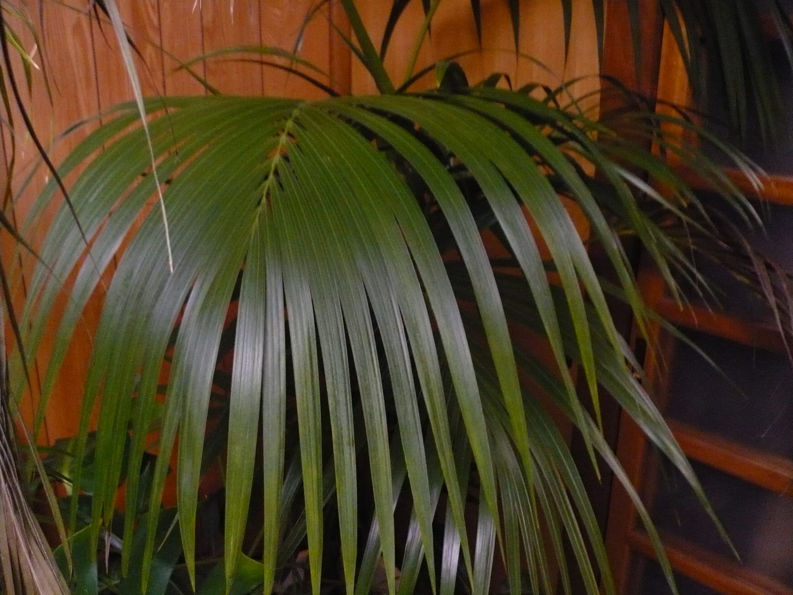 動 植物 自然 のブログ記事一覧 21ページ目 疲れるけど 頑張ろう