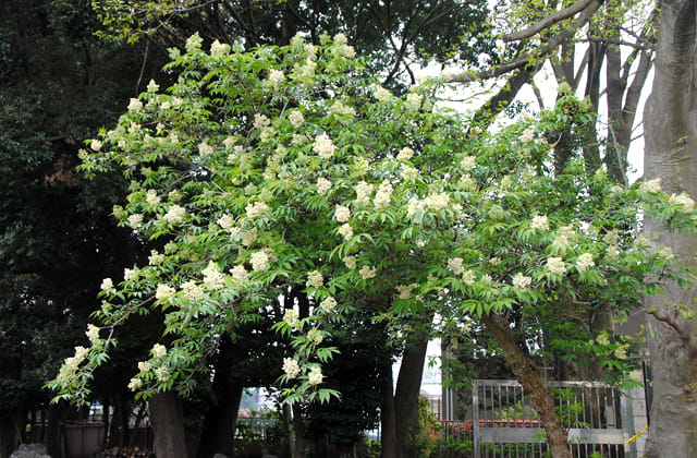 ニワトコ 接骨木 庭常 の花 アルママの気まぐれ日記