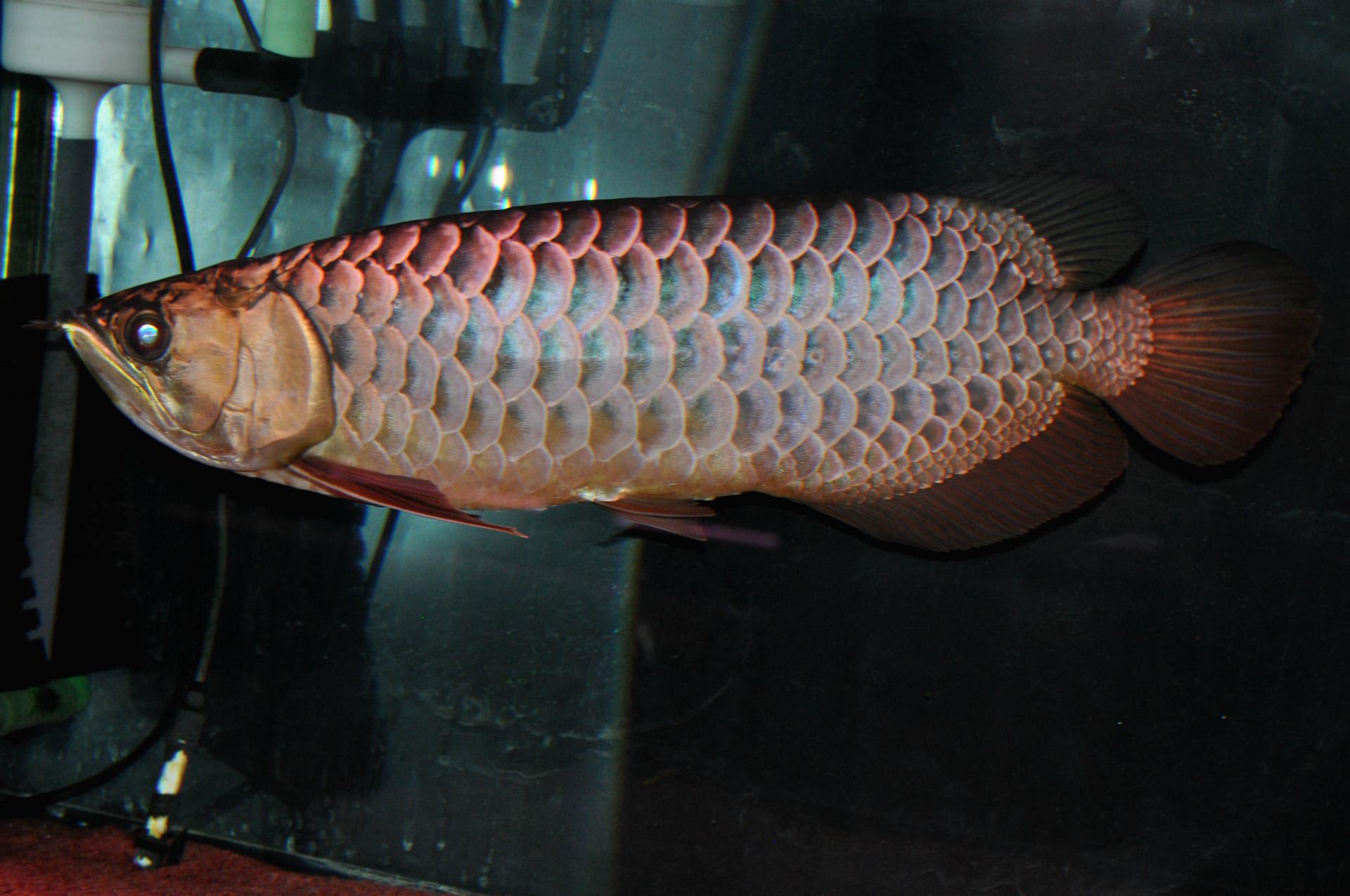 アロワナ 古代魚 過背金龍 ゴールデンヘッド 水槽 レイシー