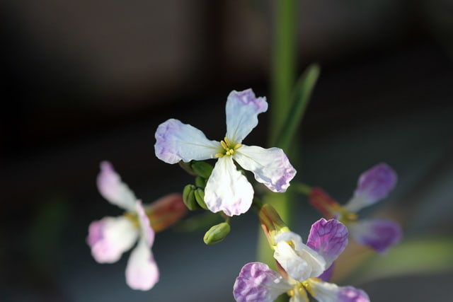 ダイコン（の花）