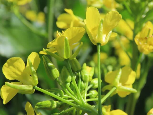 野菜の花　アスパラナ（アスパラ菜）