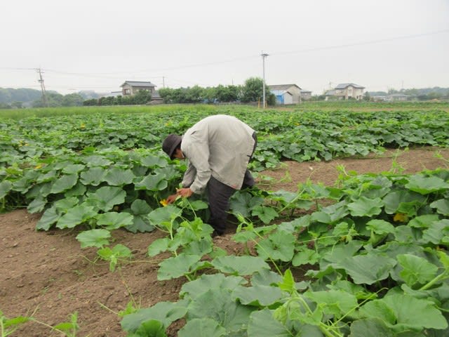 かぼちゃの受粉作業 大分 宇佐市のさとう有機農園