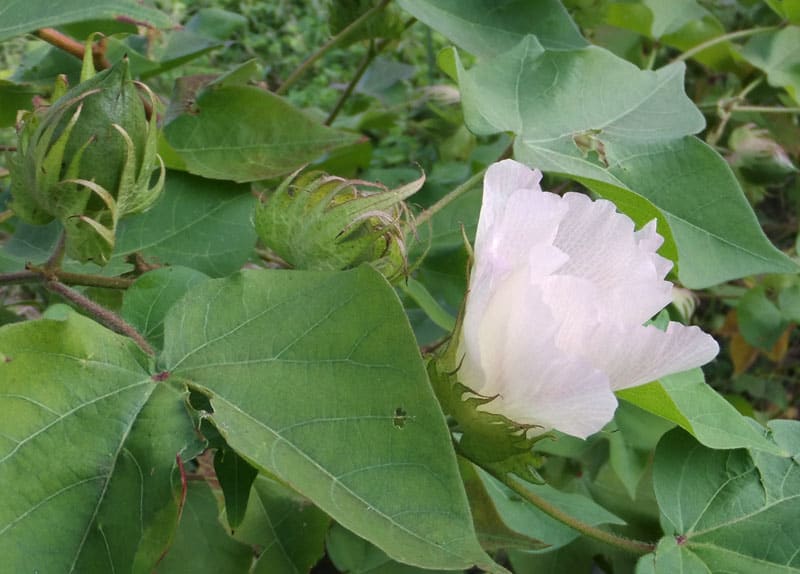 アメリカ綿　洋綿の花