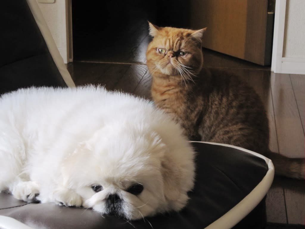 不細工 ぶさいく 犬 不細工 ぶさいく 猫のコラボ きょうの梅谷さん
