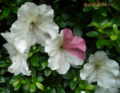 躑躅 杜鵑花 映山紅 ツツジ その花言葉は 燃える思い 杜のお遊びライフ