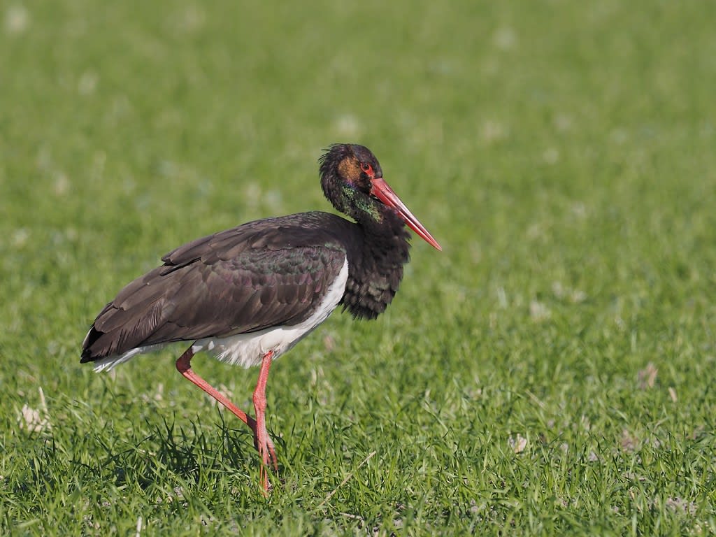 ピカピカの晴天でナベコウを撮る ダイビングと生き物の写真ブログ３ 魚 鳥 花 蝶 トンボなどなど