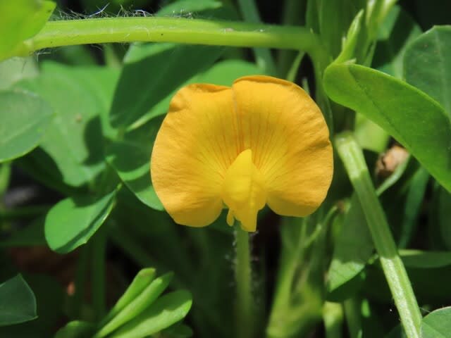 野菜の花　ラッカセイ（落花生）