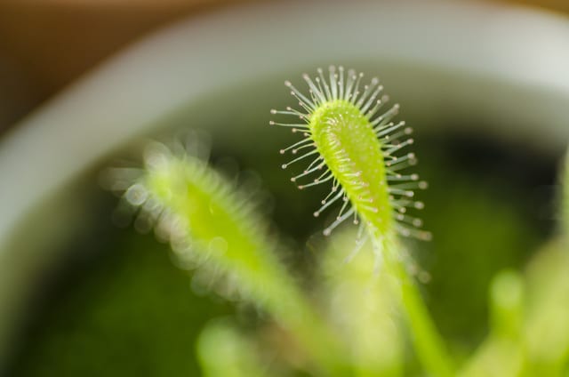モウセンゴケ（食虫植物）