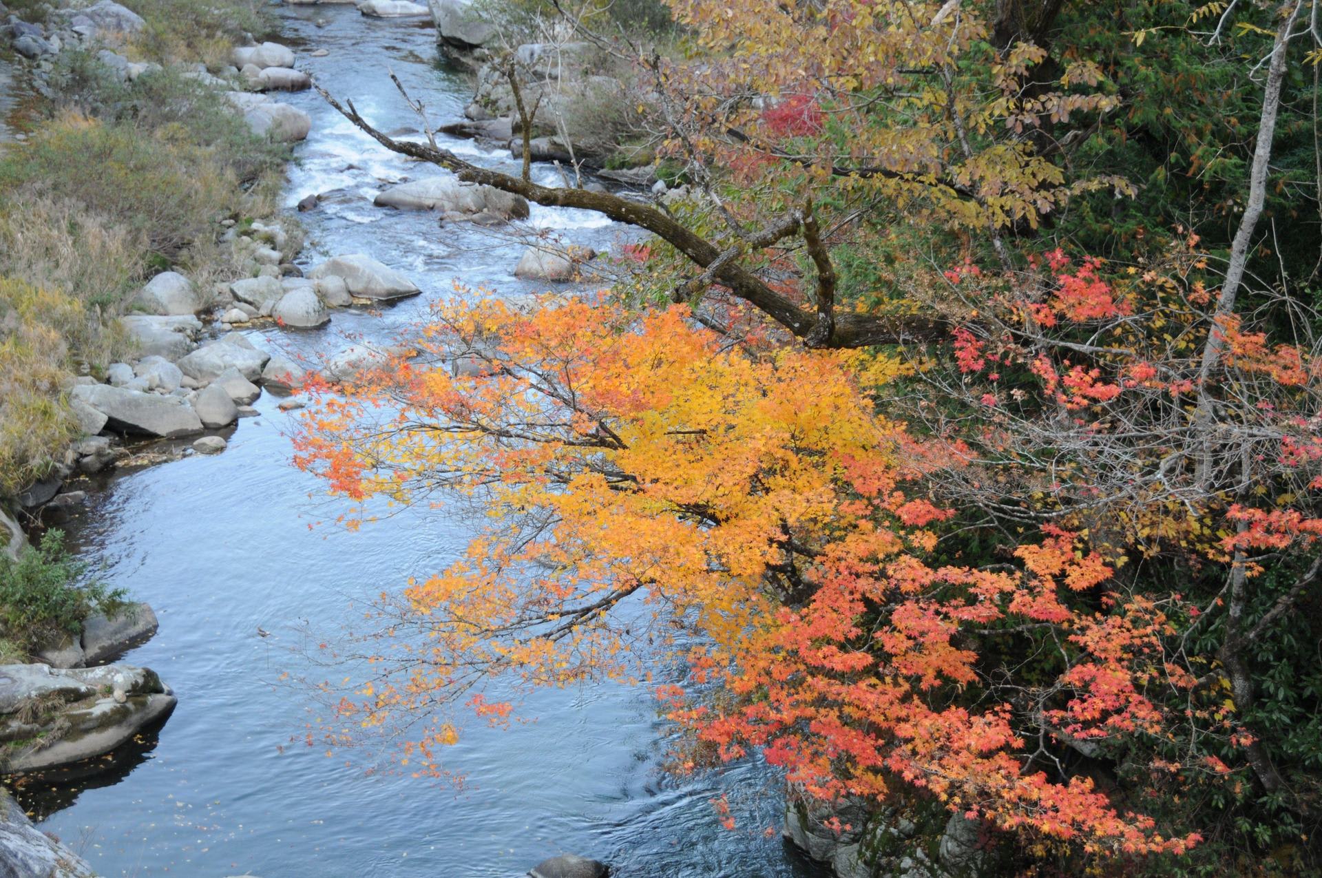 紅葉見頃！の画像