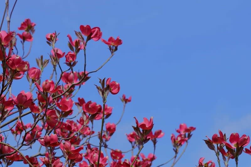 我が家の４月の花 8 ハナミズキが開花 キジムシロ 玄関前の花 金沢から発信のブログ 風景と花と鳥など