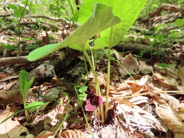 高ボッチ高原・鉢伏山の植物　ウスバサイシン（薄葉細辛）