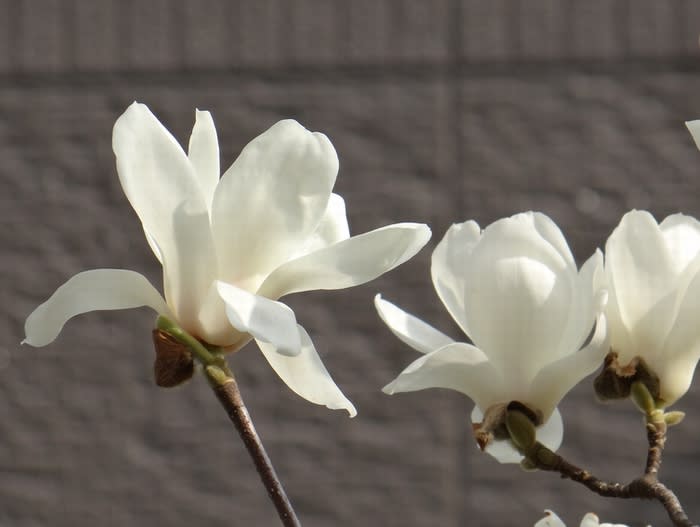 辛夷の花と白木蓮 白蓮 の花の 違い 都内散歩 散歩と写真
