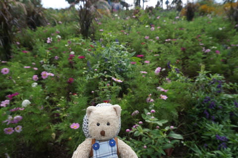 秋の花々が咲き乱れる ガーデンミュージアム比叡 ネコのミモロのjapan Travel mimoro the cat Japan Travel 秋の花々が咲き乱れる ガーデンミュージアム比叡 ネコのミモロのjapan Travel mimoro the cat Japan Travel