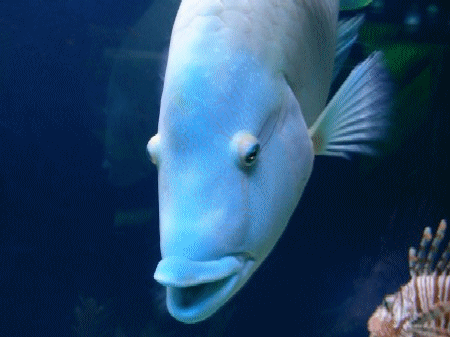 サンピアザ水族館 アクアウィズのオススメ 熱帯魚 サンピアザ水族館 アクアウィズのオススメ 熱帯魚