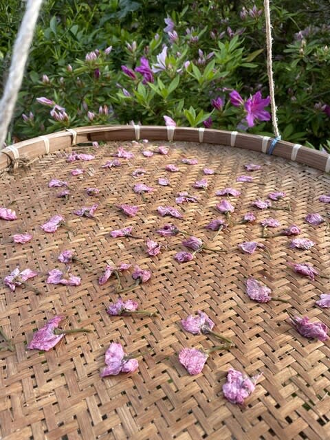 八重桜の花の塩漬け