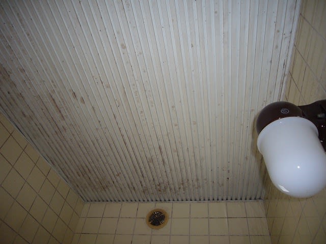 簡単にできる浴室天井の防カビ ｄｉｙ カビ取り 防カビコート 次世代型お掃除アイデアグッズなら 株 ピー エフ シー
