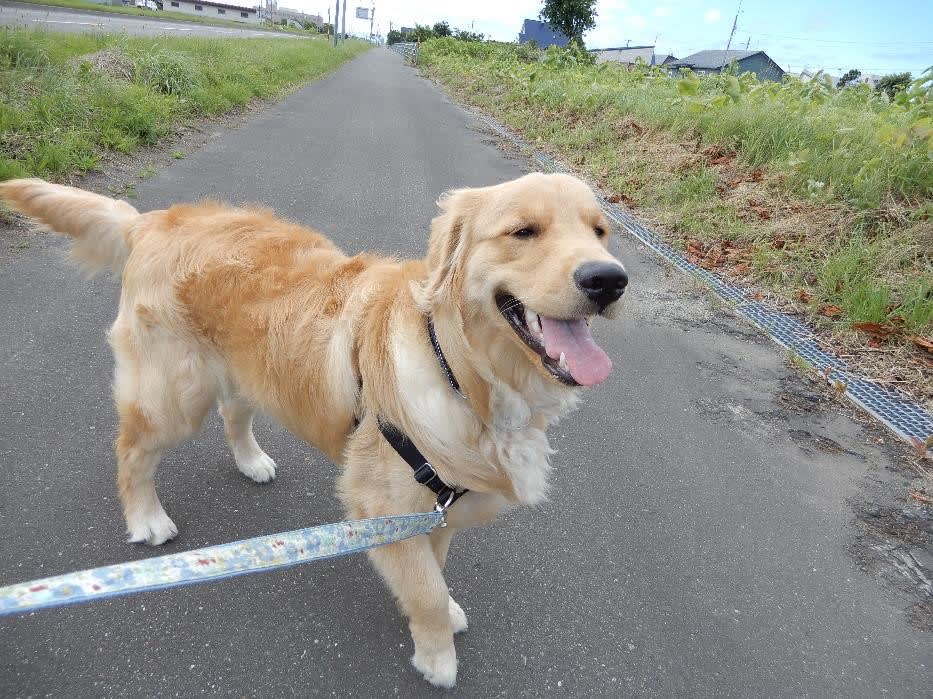 ポチ 生後9か月に よんビア家のその後 ポチ