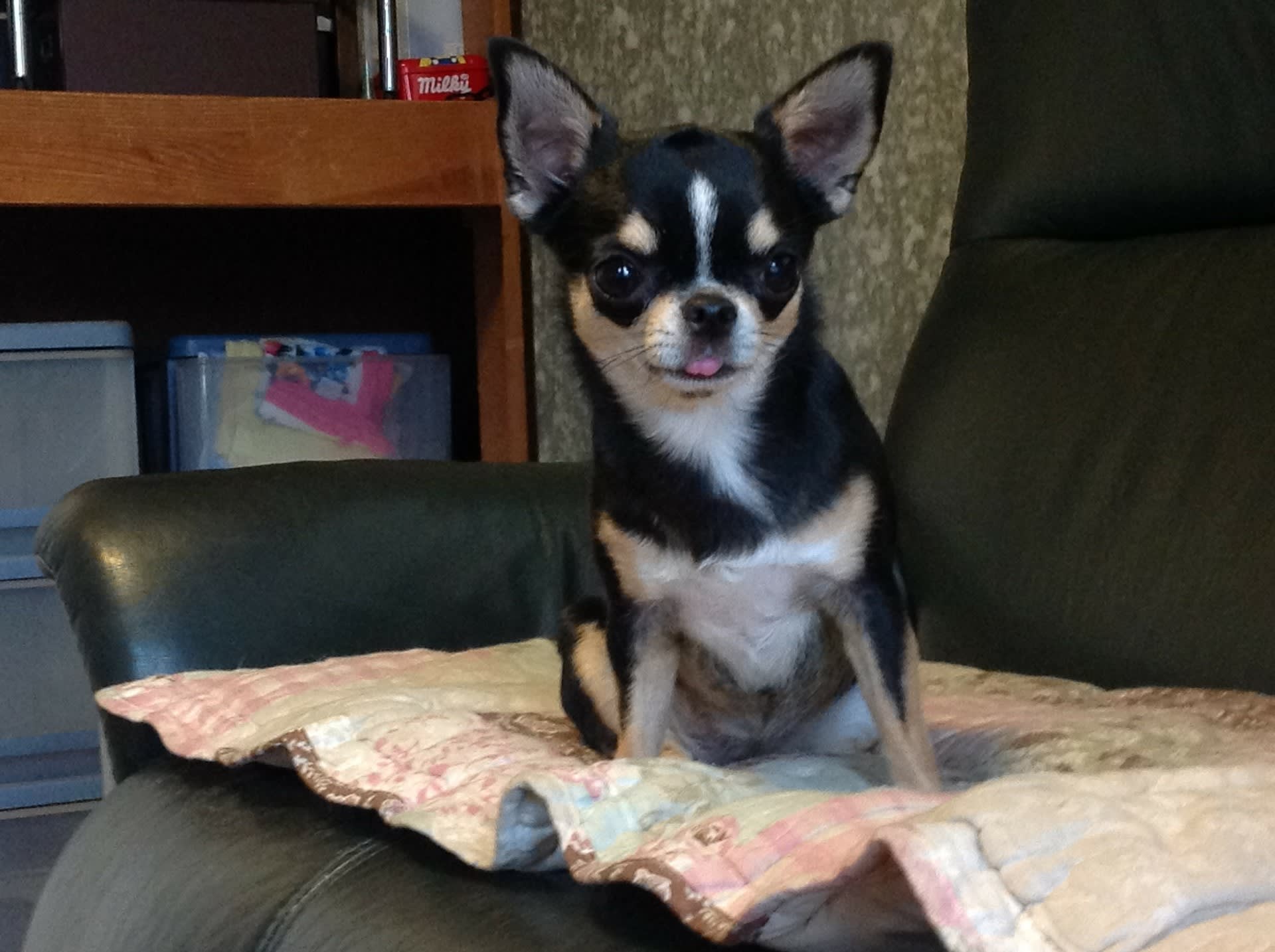 私 Candy Chihuahuaです ポロン 黒柴犬 キャンディ スムースチワワ の写真付き日記