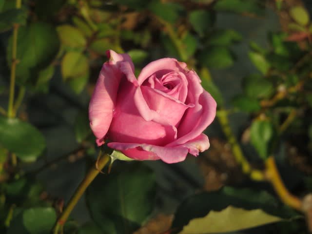 半剣弁高芯咲きのしとやかな藤色のバラ トワイス イン ア ブルームーン 薔薇シリーズ228 野の花 庭の花