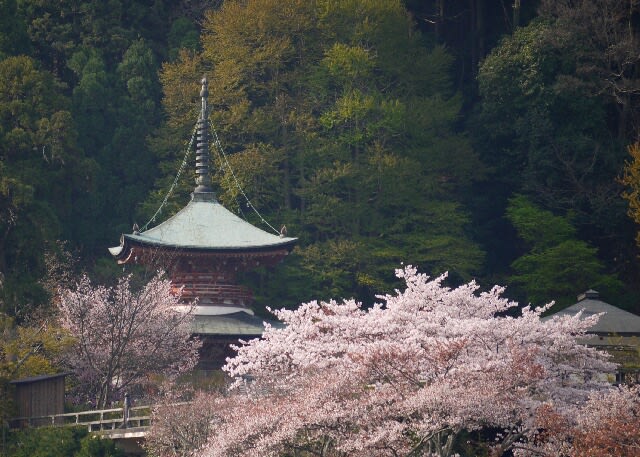 満開の桜に彩られた法輪寺？