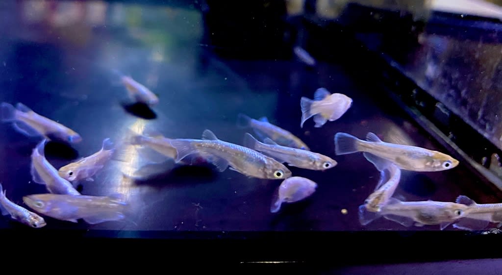 変わりメダカ 鱗光 熱帯魚店モンスターアクアリウム 川口店 買取販売情報