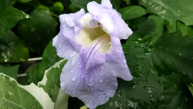 ベンガルヤハズカズラ