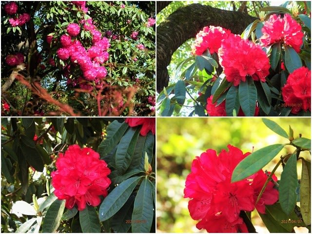 新緑の相模原公園 花木 草花が見頃です 自由 気ままなぶらり散歩 散策あるばむ Ver 2 0 新緑の相模原公園 花木 草花が見頃です 自由 気ままなぶらり散歩 散策あるばむ Ver 2 0