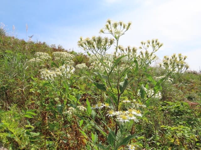 高ボッチ高原・鉢伏山の植物　ゴマナ（胡麻菜）