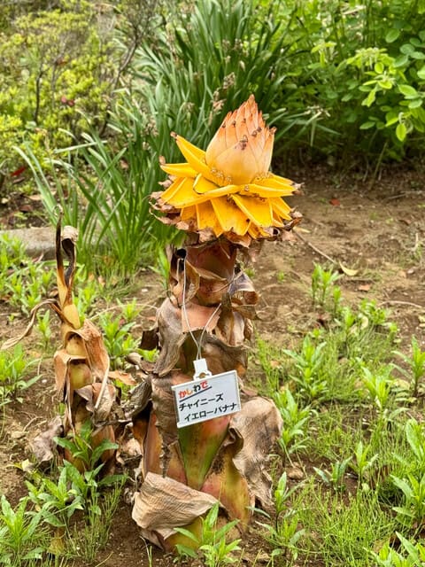 チュウキンレン　バナナの木（黄色い花付き） チュウキンレン 開花中（ドーム） - とちぎ花センター