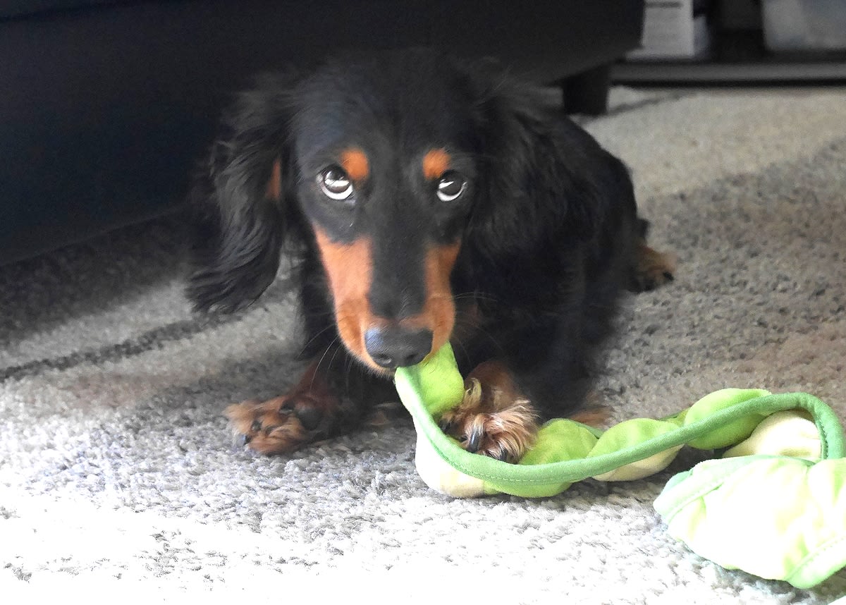 遊びで興奮して唸る犬について ちびっこボニー