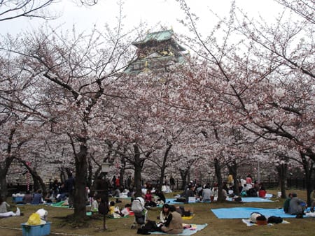 大阪城公園の桜。2007。その3。 大阪城公園の桜。2007。その3。