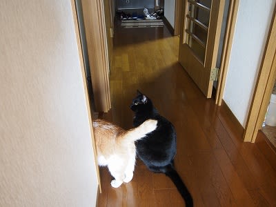 猫の手作りエリザベスカラーの作り方 ビビリ猫ビビの幸せのかぎしっぽ
