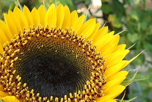 大輪ひまわりです 自宅 Nokoの花図鑑