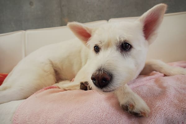 神経質な犬に粉薬を飲ませる方法 カプアン通信 神経質な犬に粉薬を飲ませる方法 カプアン通信