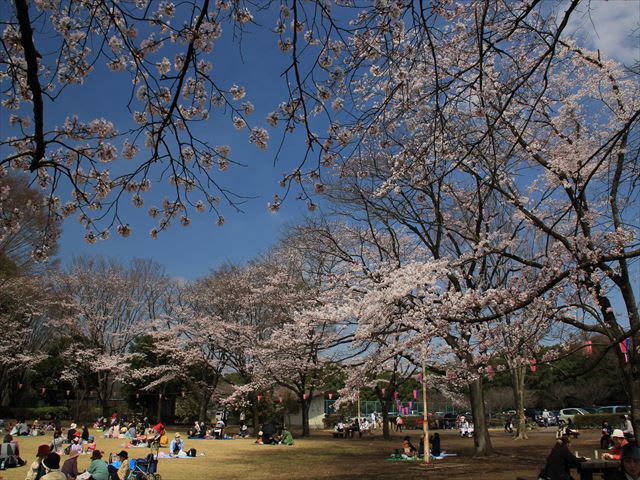 かしの森公園 宮の散歩