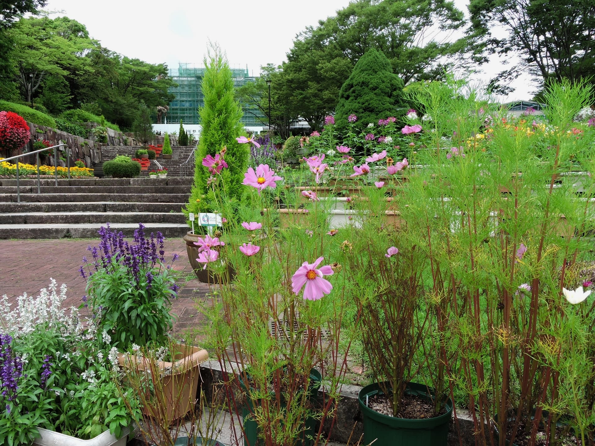 公園 ６月花風景 広島市植物公園 その２ 綺麗な写真 日々出来事