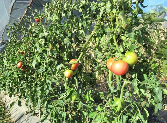 トマト連続摘心栽培は残り２ ３花房 里山悠々録