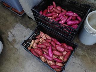 自分の畑で収穫したサツマイモ 紅まさり の試食をしました ヒロシの日記 自分の畑で収穫したサツマイモ 紅まさり の試食をしました ヒロシの日記