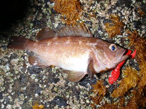 ヒラメダウンショットデモンストレーション へたのヨコ釣り北海道日誌 ヒラメダウンショットデモンストレーション へたのヨコ釣り北海道日誌