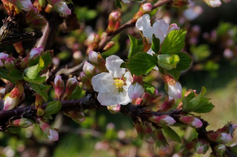 ユスラウメ 山桜桃 の花が咲き始めて 雲上の楽園通信