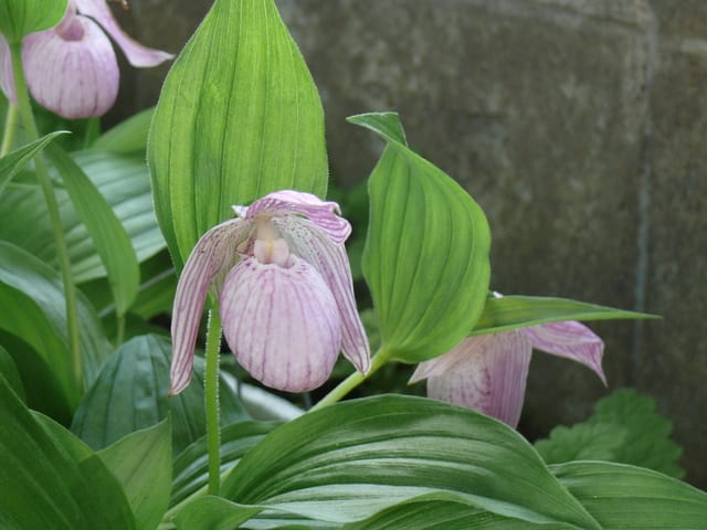 本物の アツモリウウ 純白花アツモリソウ岩手県釜石産 花芽1 1-④ 植物