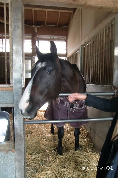 美浦トレセン見学 乗馬苑 モモ ウマにのる