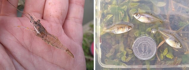 21年4月1日 春の霞ヶ浦の小物釣り アート科学つり情報