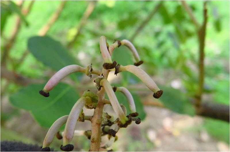 イナゴ豆の花 キャロブ 虫ではありません 長居植物園 大阪市 15 11月29日 ベゴさんのロッキング イナゴ豆の花 キャロブ 虫ではありません 長居植物園 大阪市 15 11月29日 ベゴさんのロッキング