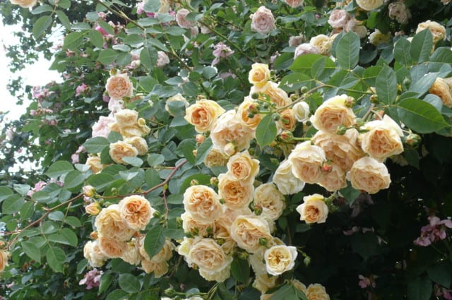 P3570279