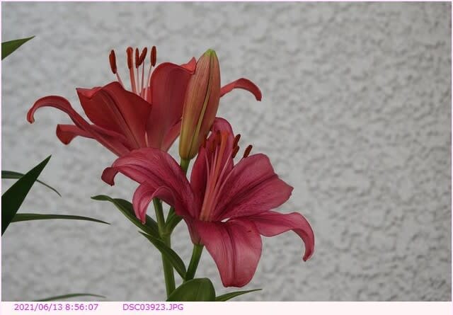 ユリ エンジ色の花 都内散歩 散歩と写真