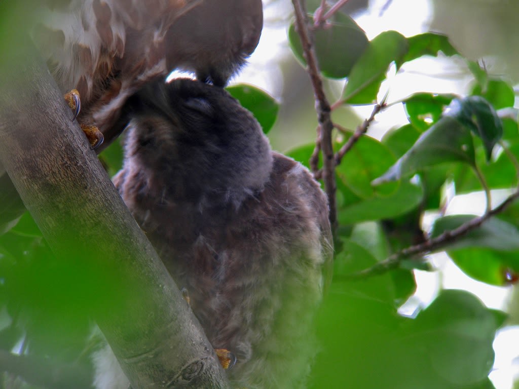 アオバズクの親子①の画像